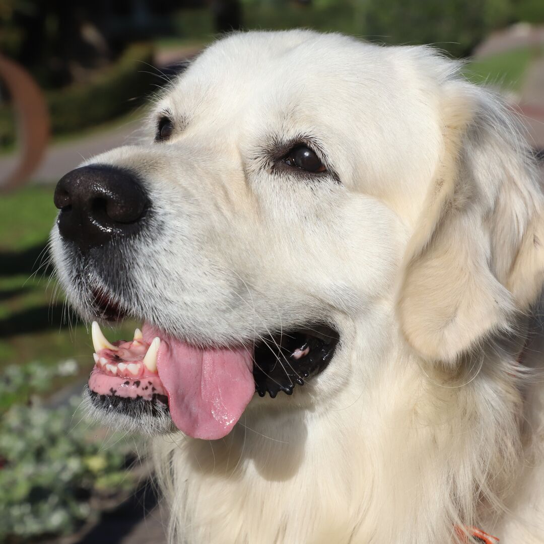 Tintin, der Golden Retriever des Gründers, blickt in die Kamera